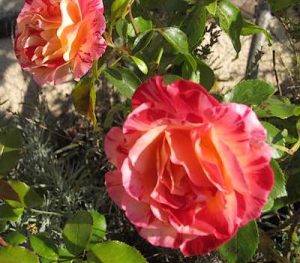 roses-jerome_1